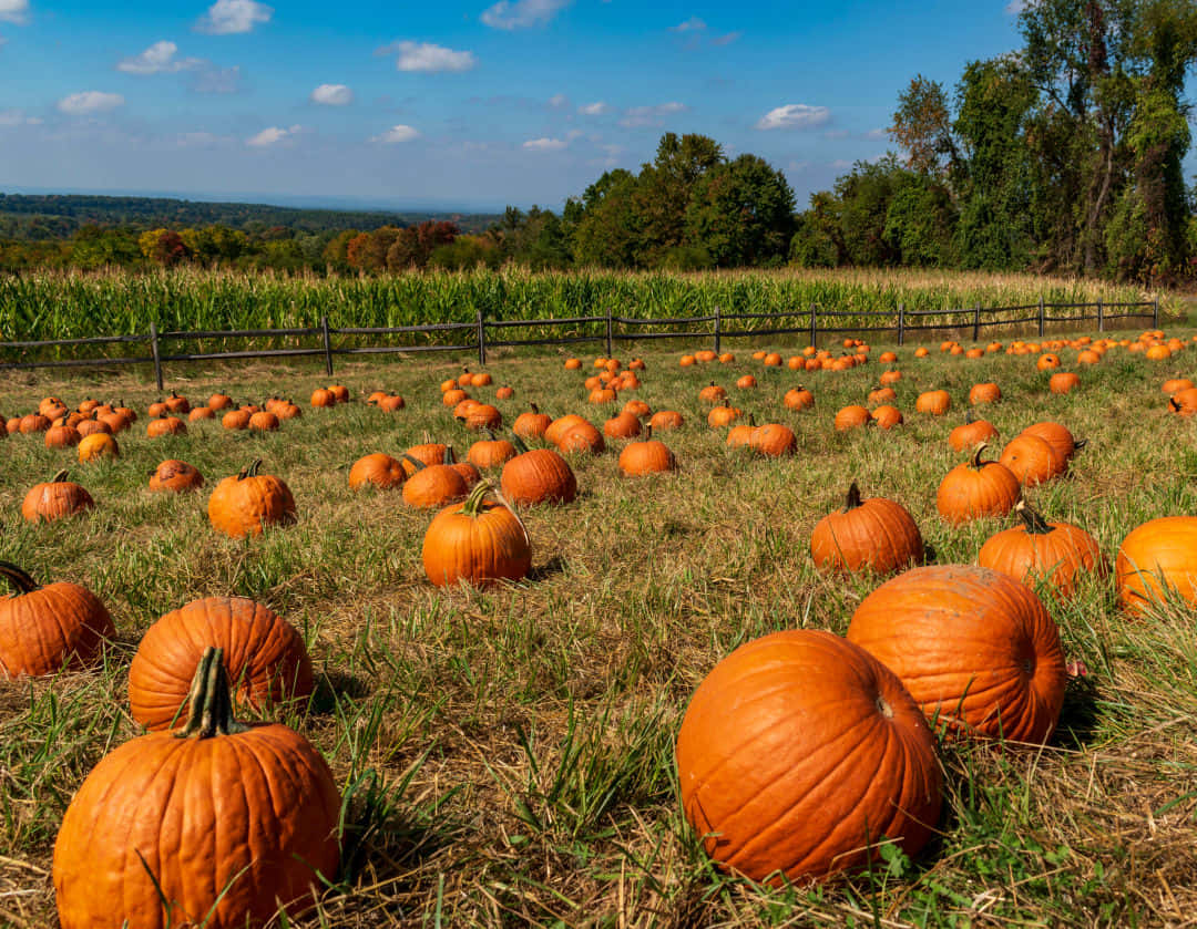 Fall Pumpkins Displayed In A Beautiful Garden Background