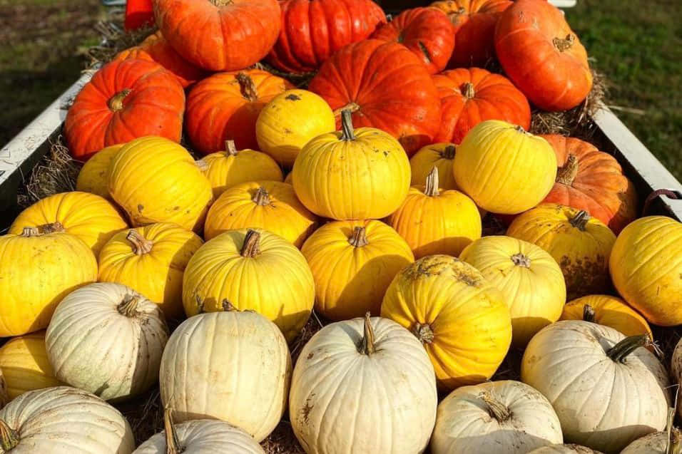 Fall Pumpkins In A Rustic Setting Background