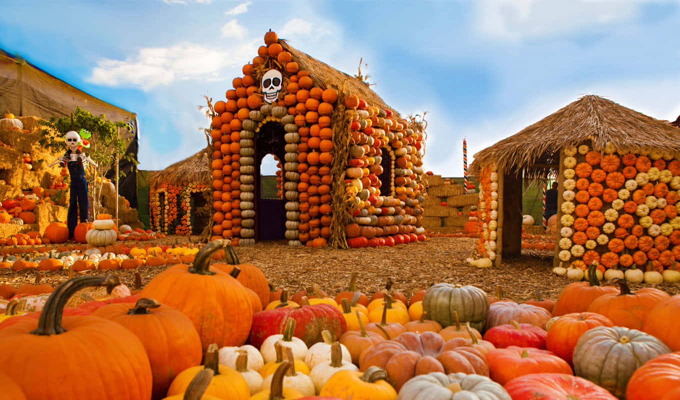 Fall Pumpkins On A Rustic Wood Table In Autumn Background