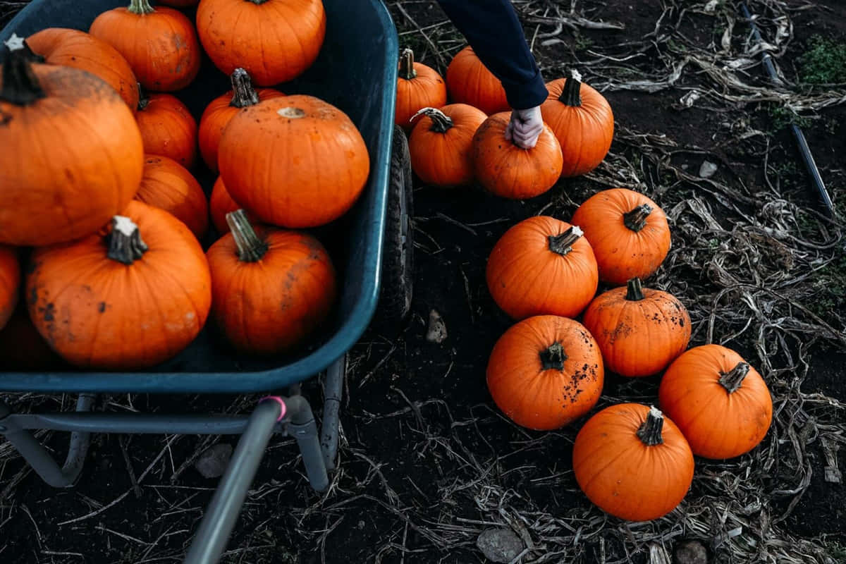 Fall Pumpkins On A Wooden Table Amidst Colorful Autumn Leaves Background