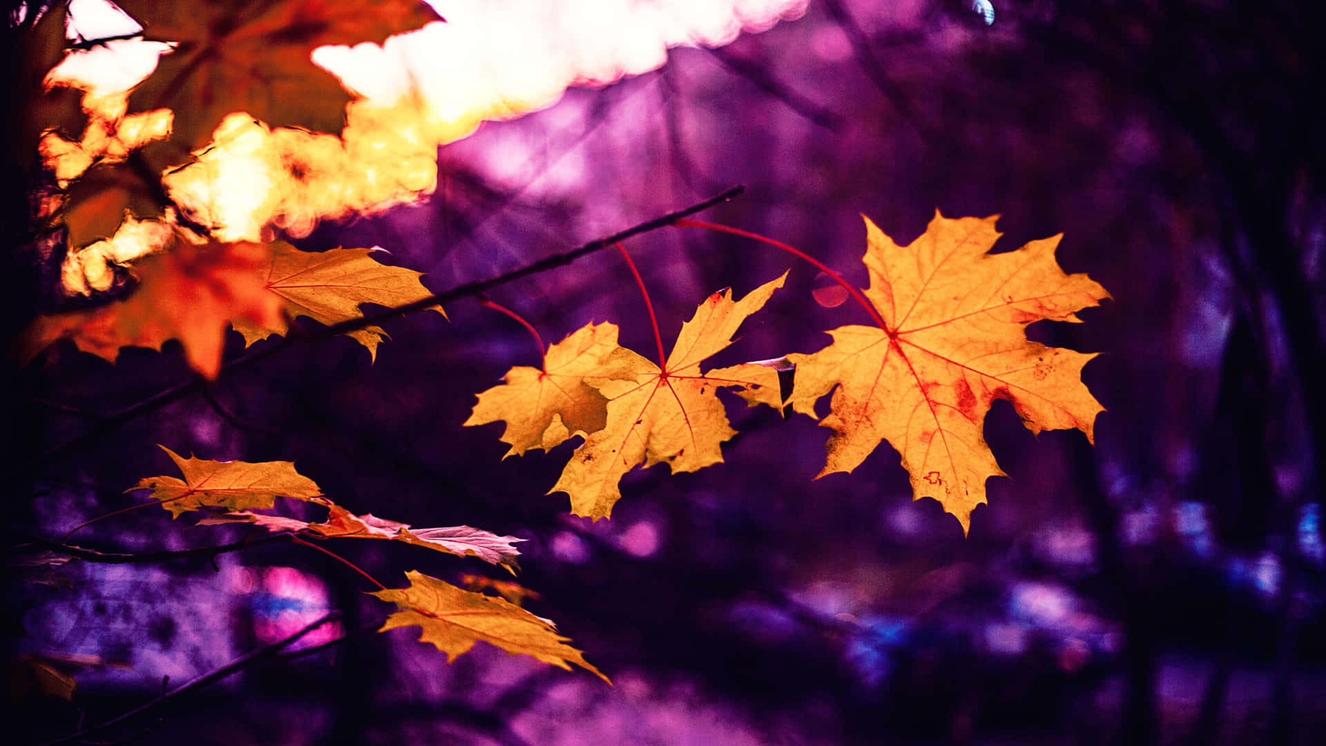 Fall Scenes Close-up Leaf Background