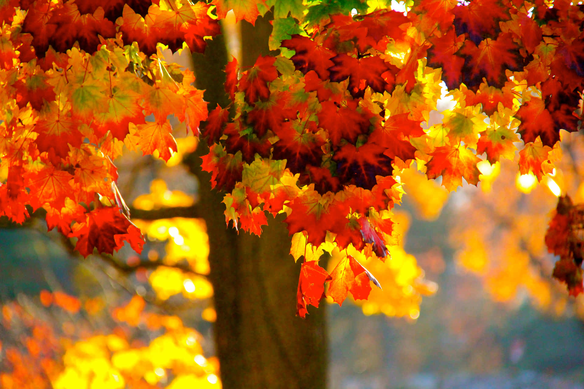 Fall Scenes Close Up Tree Leaves Background
