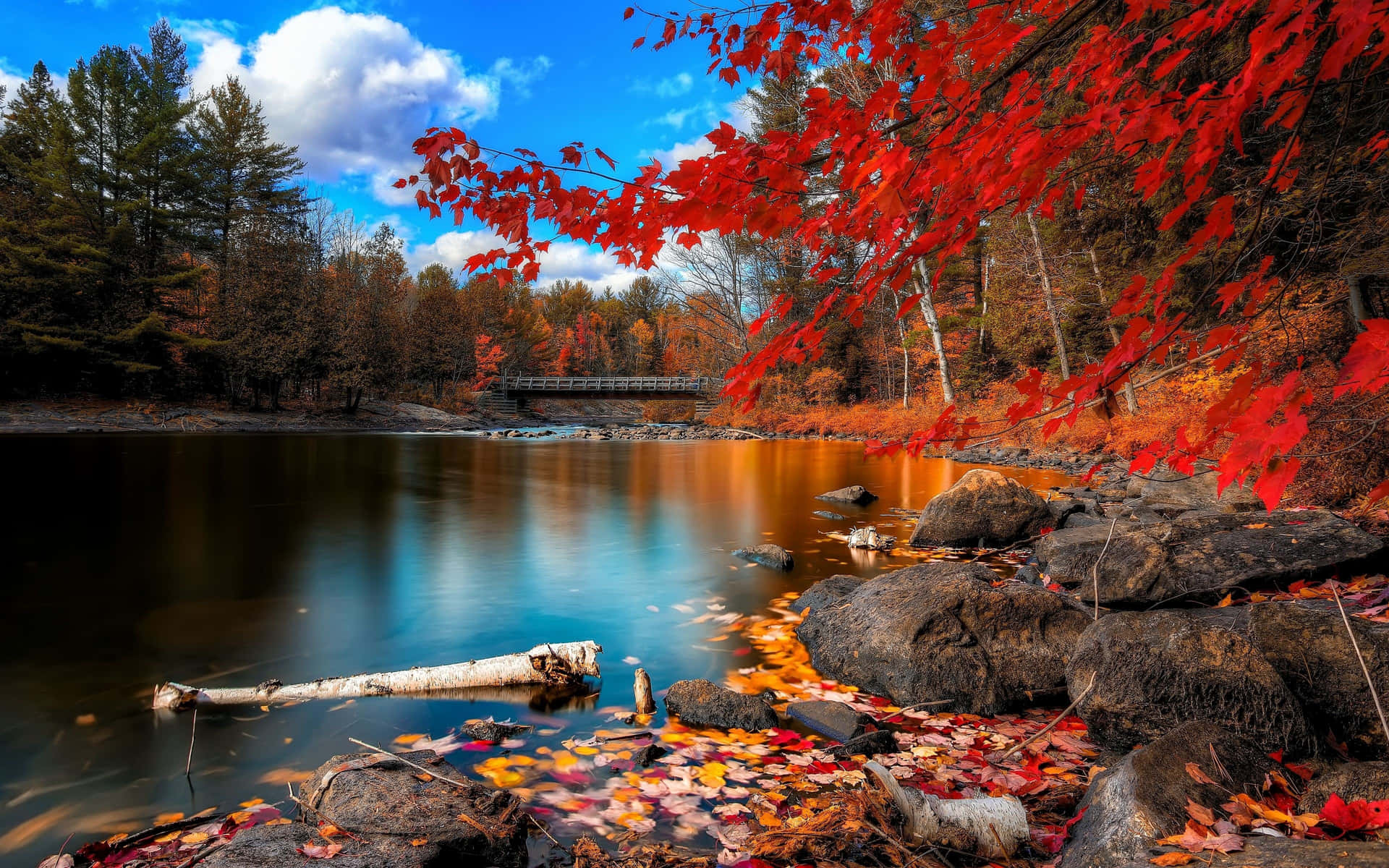 Fall Scenes Lake Red Tree Background