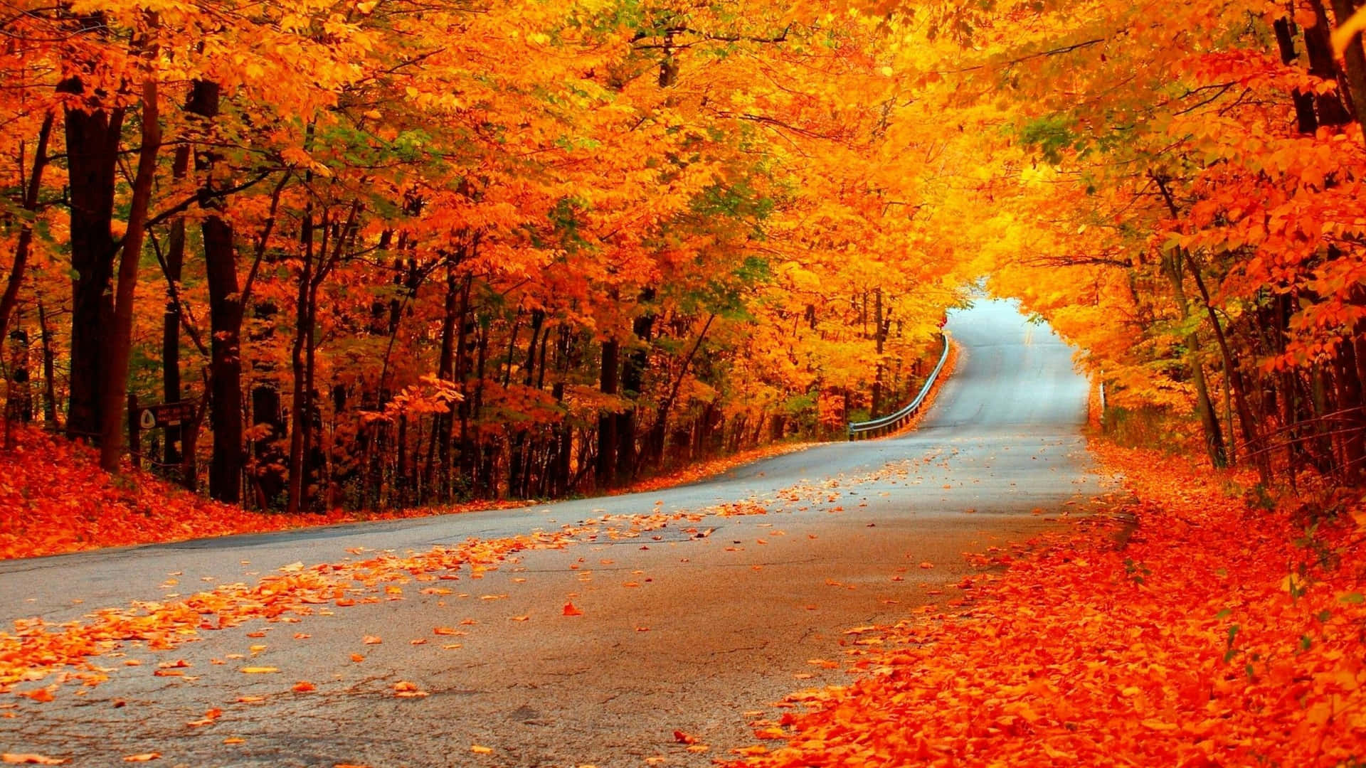 Fall Scenes Orange Lined Road Trees Background