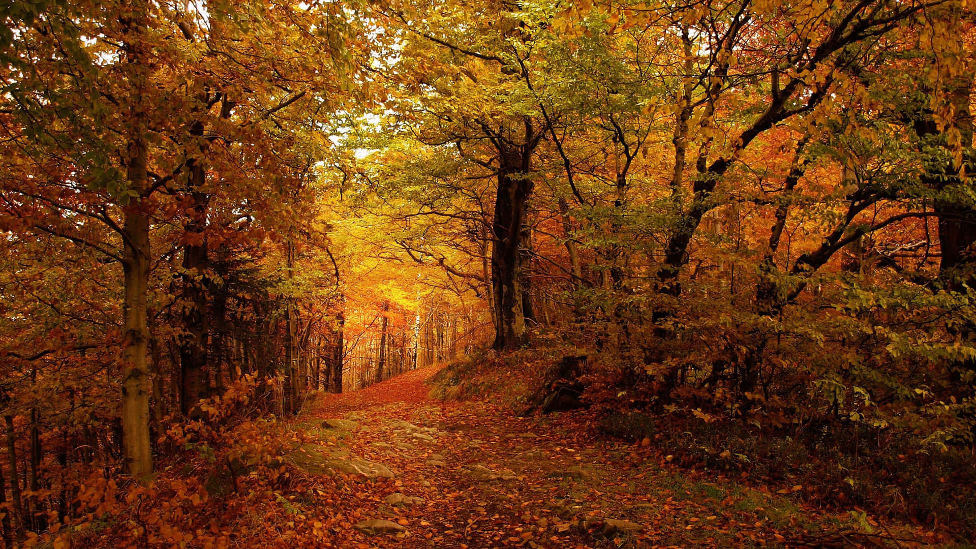Fall Scenes Path In Woods Background