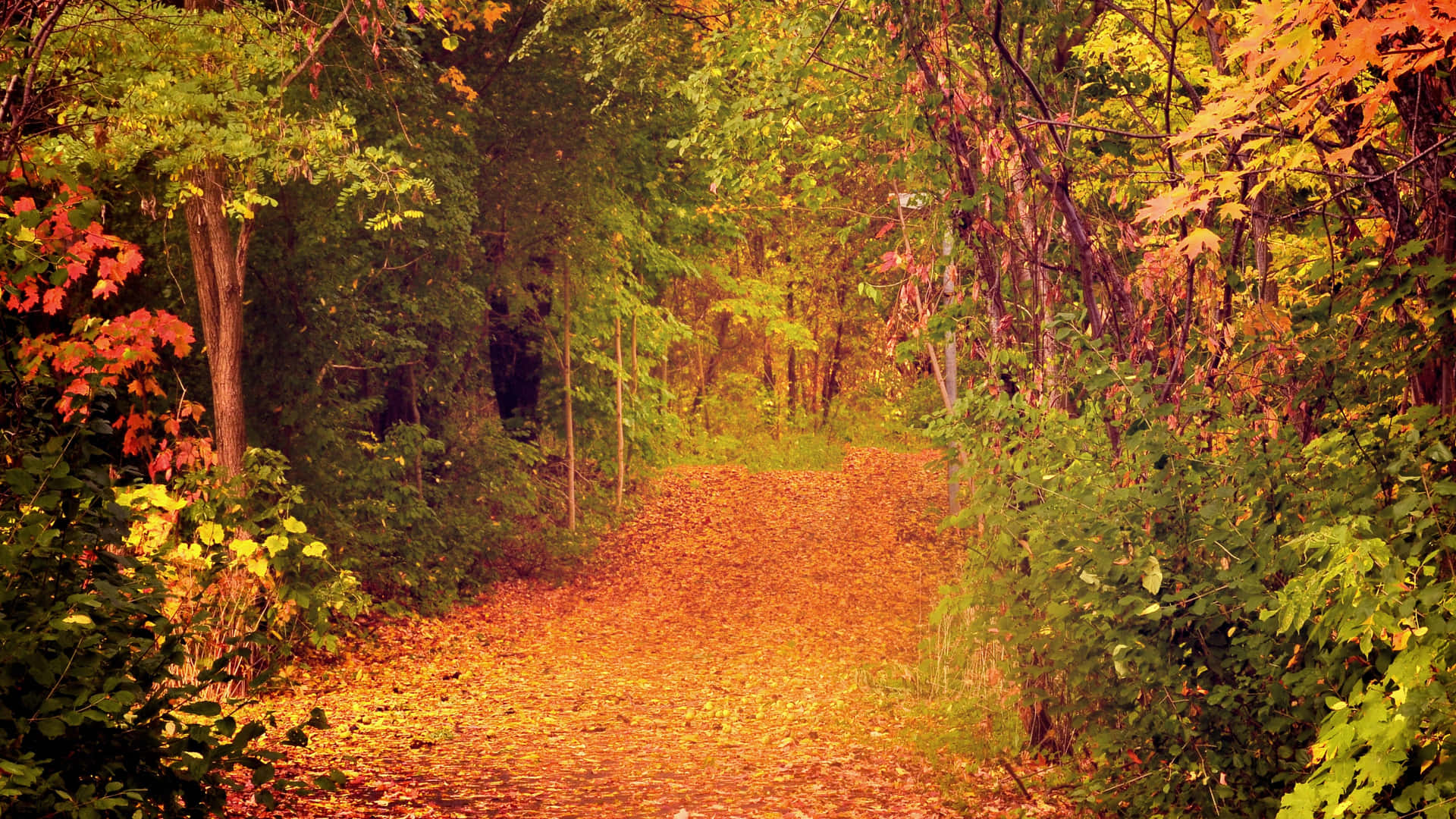 Fall Scenes Path Woods Leaves Background