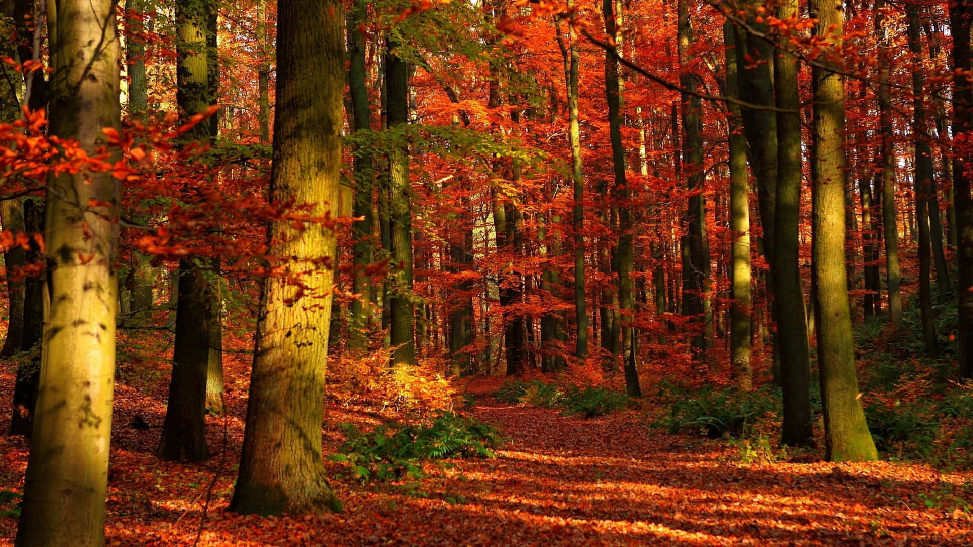 Fall Scenes Red Path Forest Background