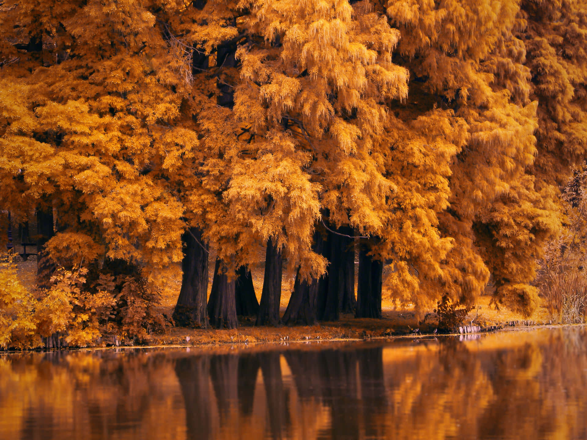 Fall Scenes River Autumn Trees Background