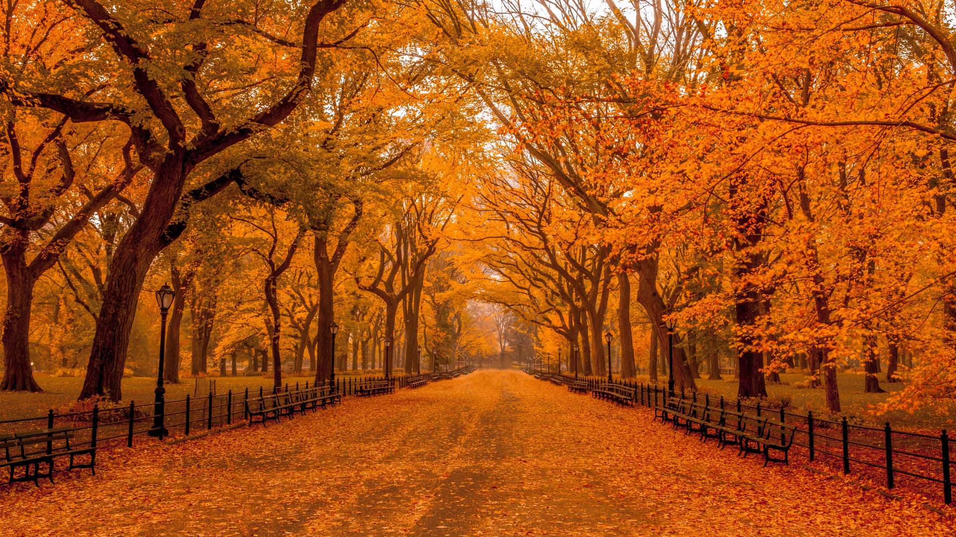 Fall Scenes Road Filled With Autumn Trees Leaves Background