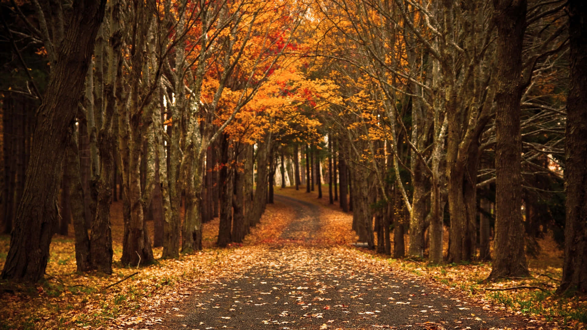 Fall Scenes Road Lined With Trees Background