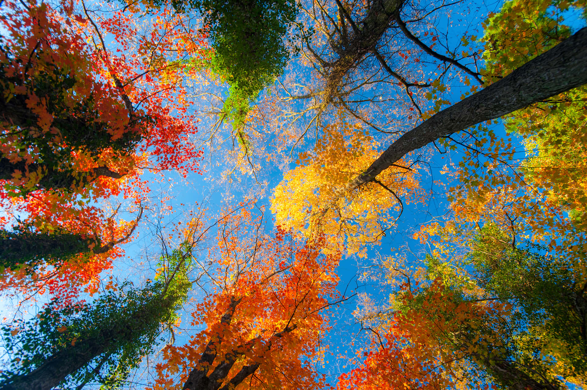 Fall Scenes Tall Trees Background
