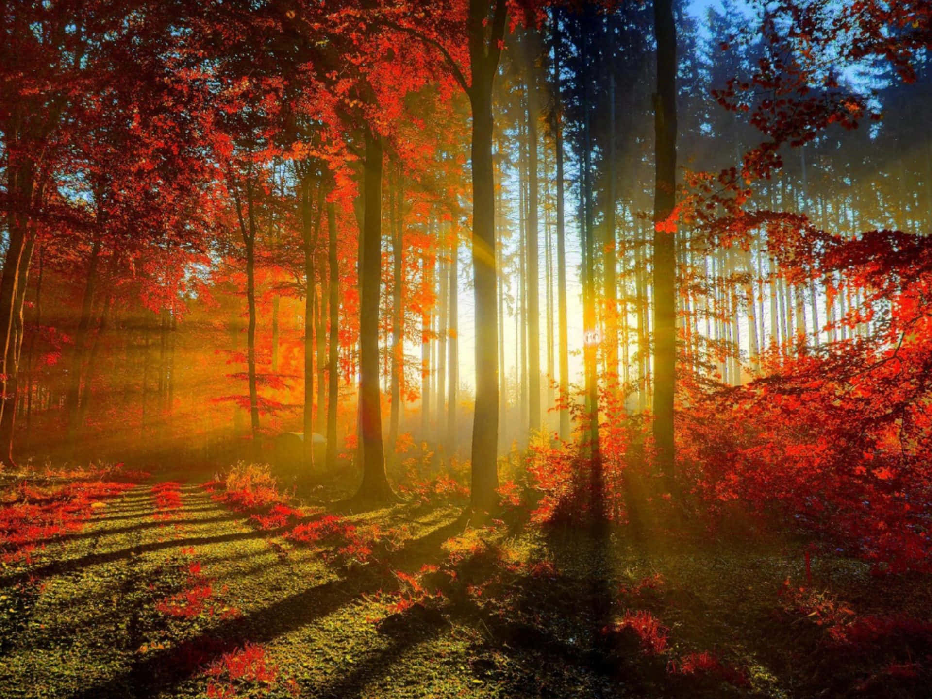 Fall Scenes Trees Sun Shining Through Background