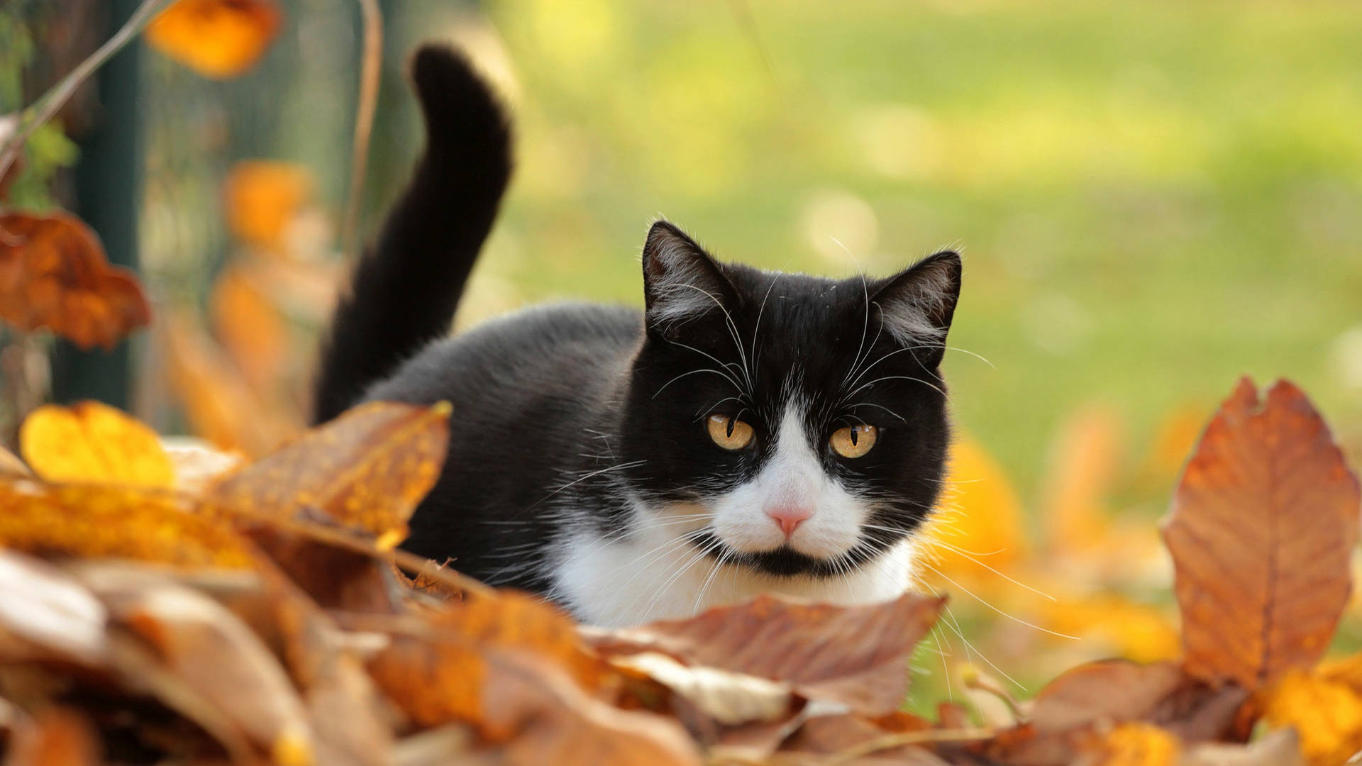 Fall Season Bicolor Cat Background