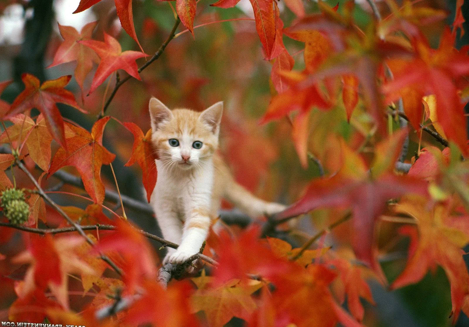 Fall Season Cat In A Tree Background