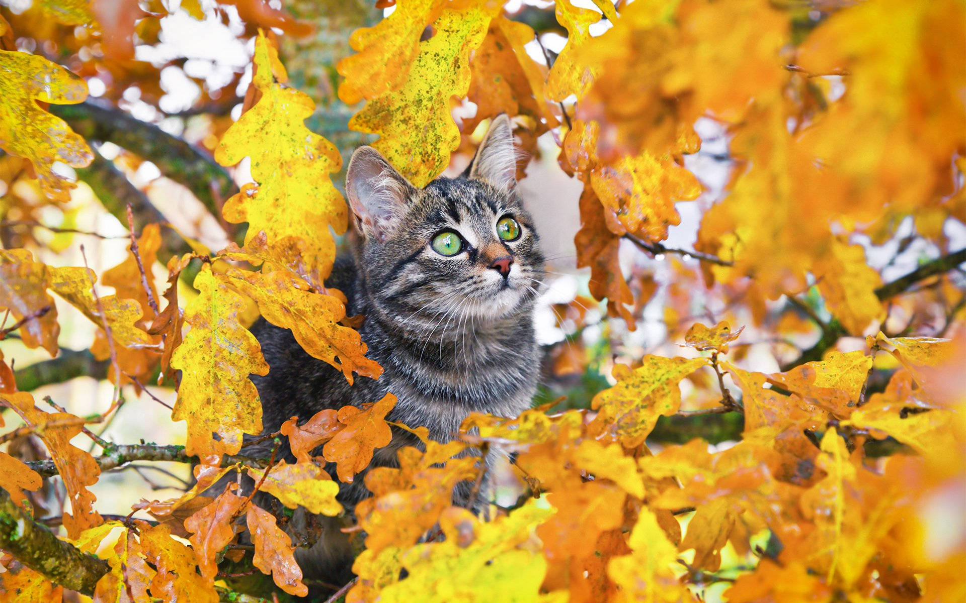 Fall Season Cat In Tree Background