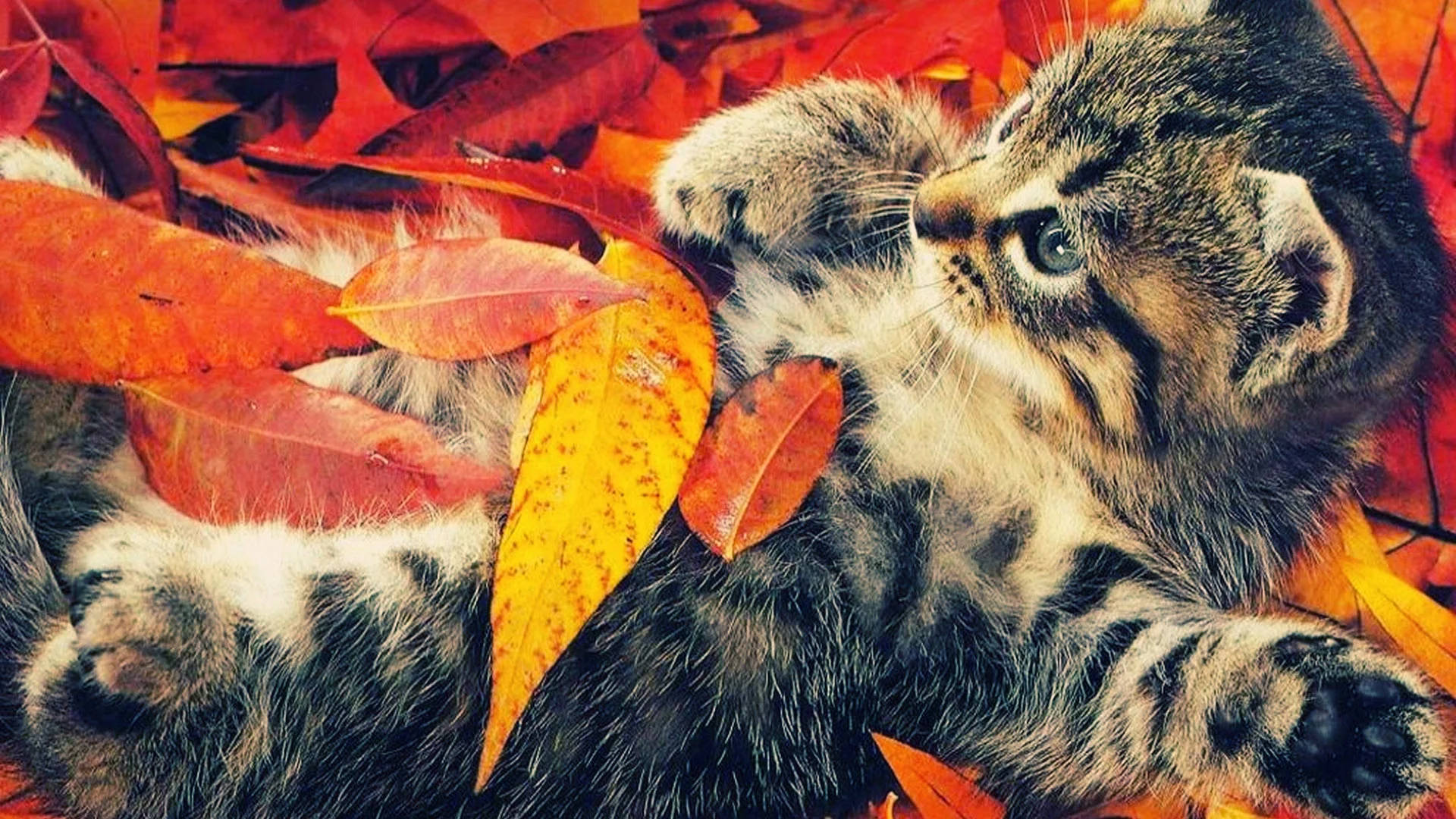 Fall Season Cat With Dried Leaves Background