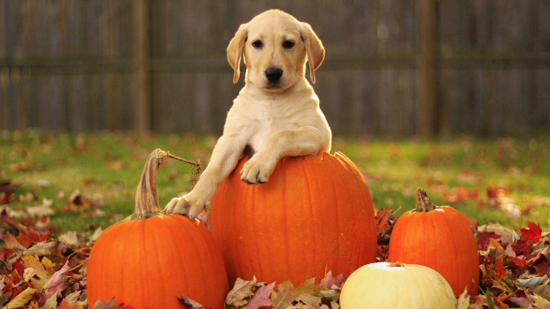 Fall Season Dog On A Pumpkin Background