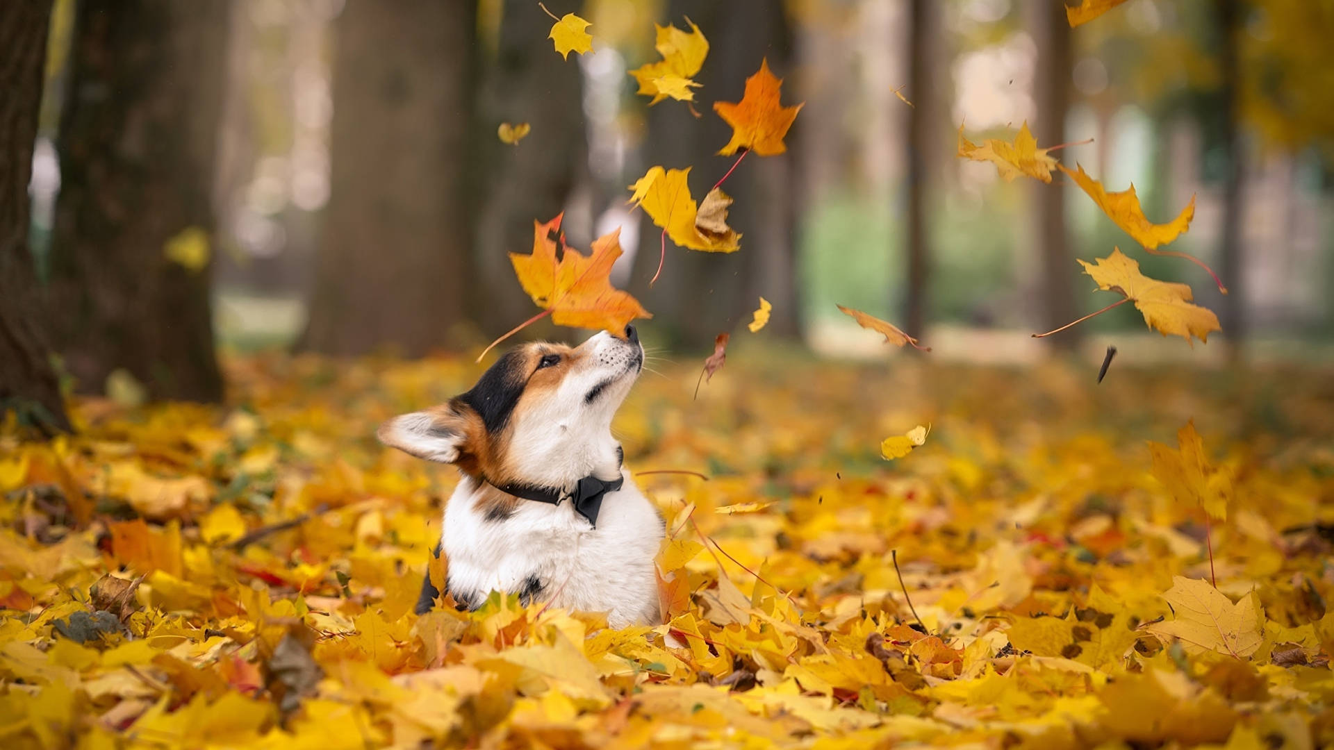 Fall Season Dog With Falling Leaves Background