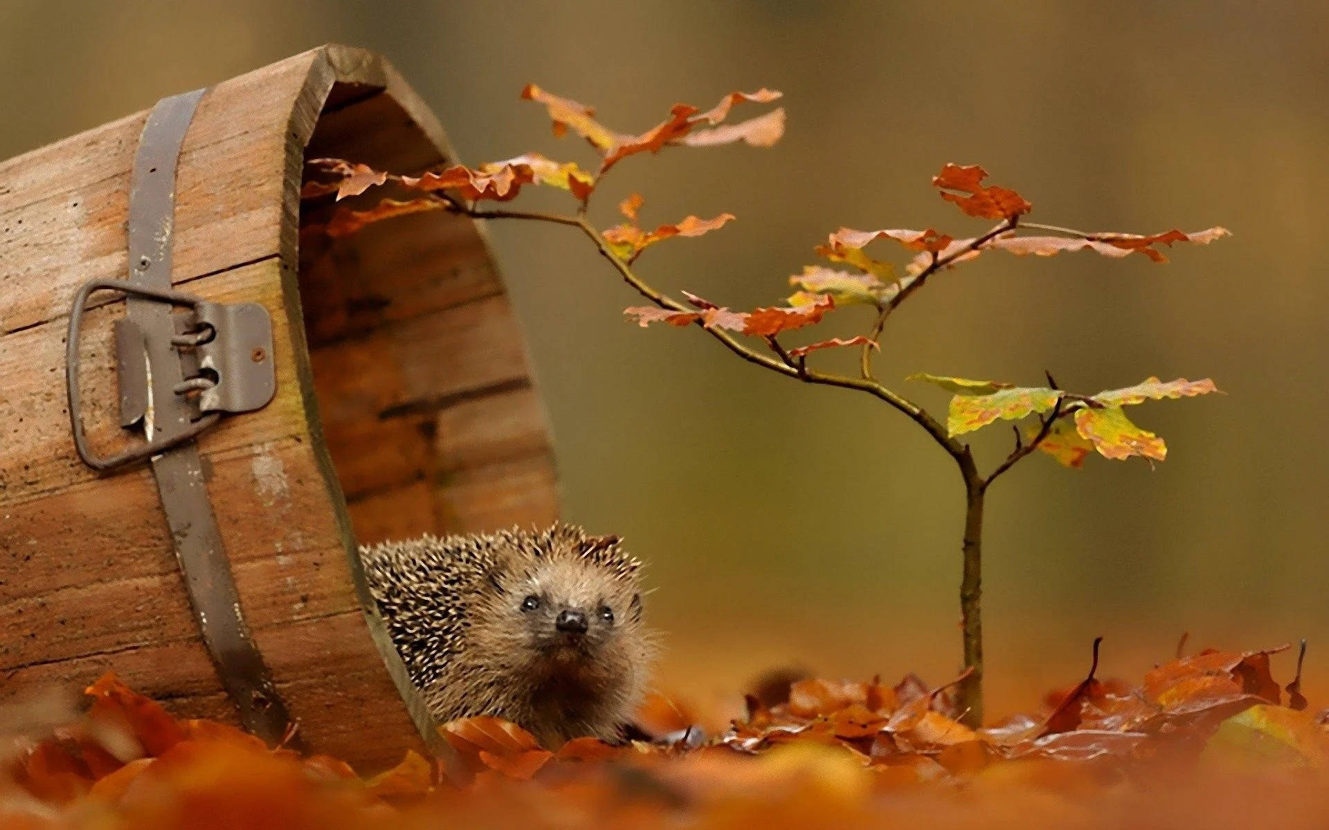 Fall Season Hedgehog Background