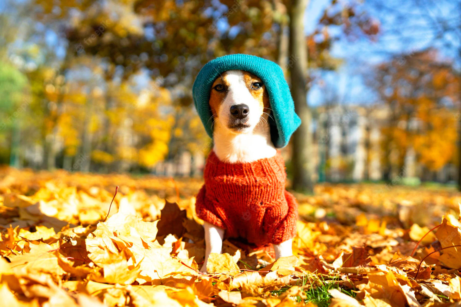 Fall Season Leaves With Dog Background