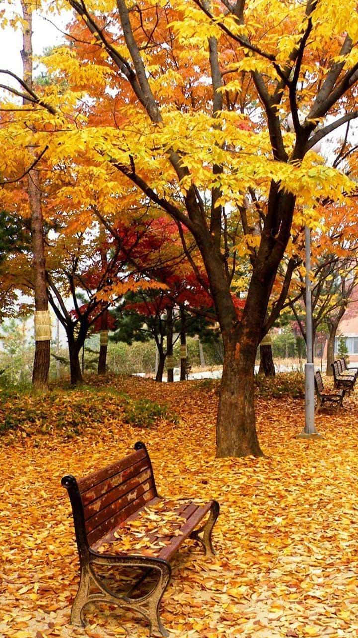Fall Season Park With Beautiful Trees Background