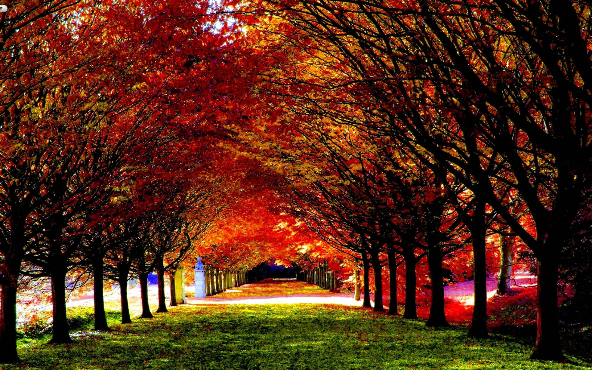 Fall Season Red Trees Background