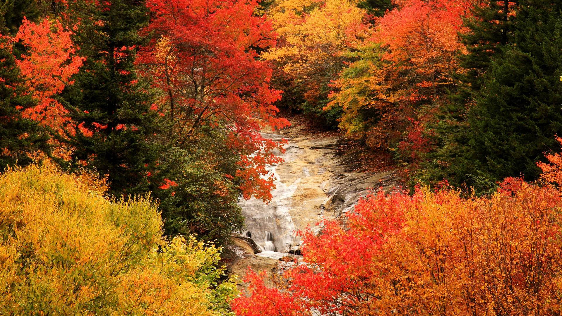 Fall Season River And Trees Background