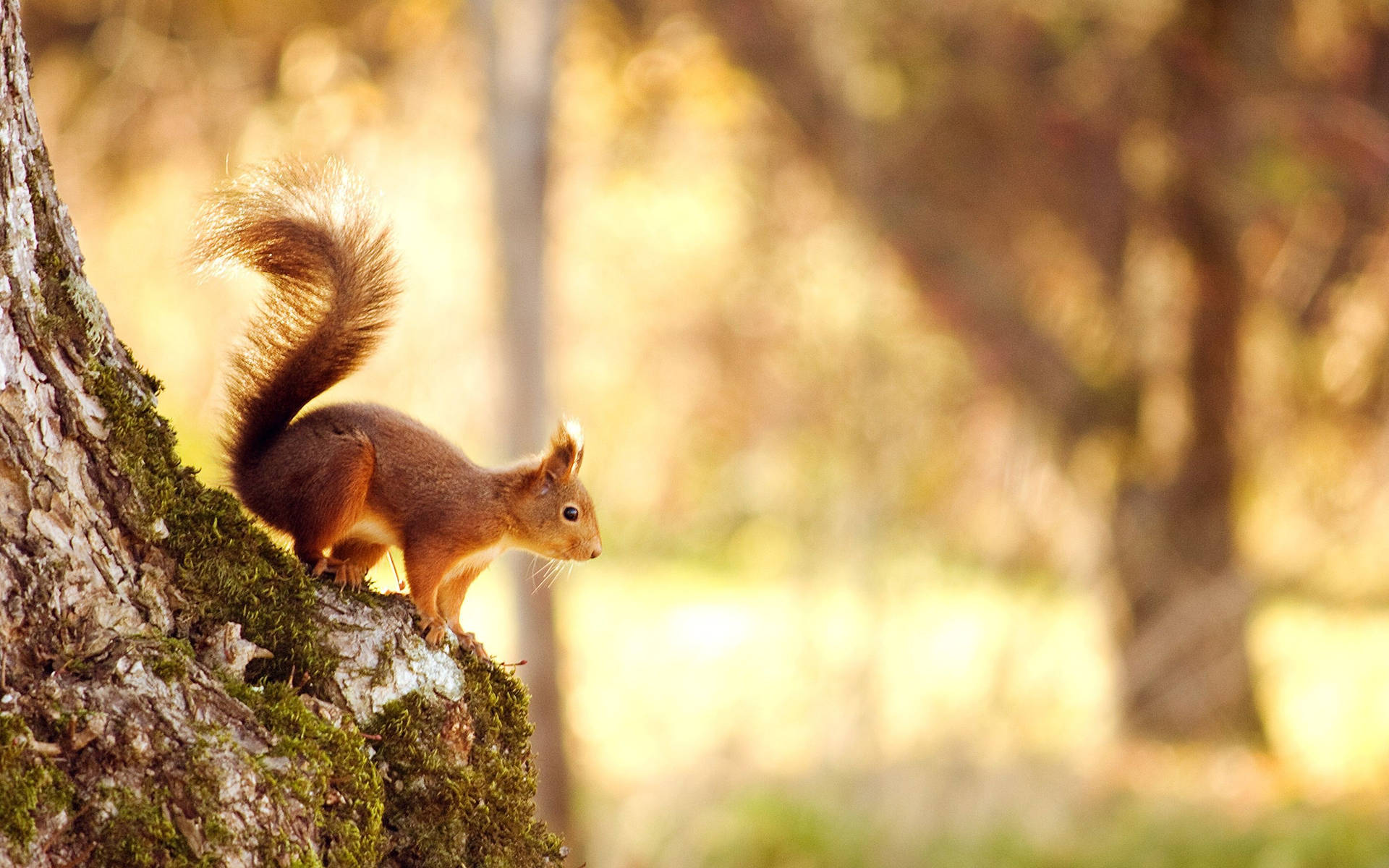 Fall Season Squirrel On Tree Background