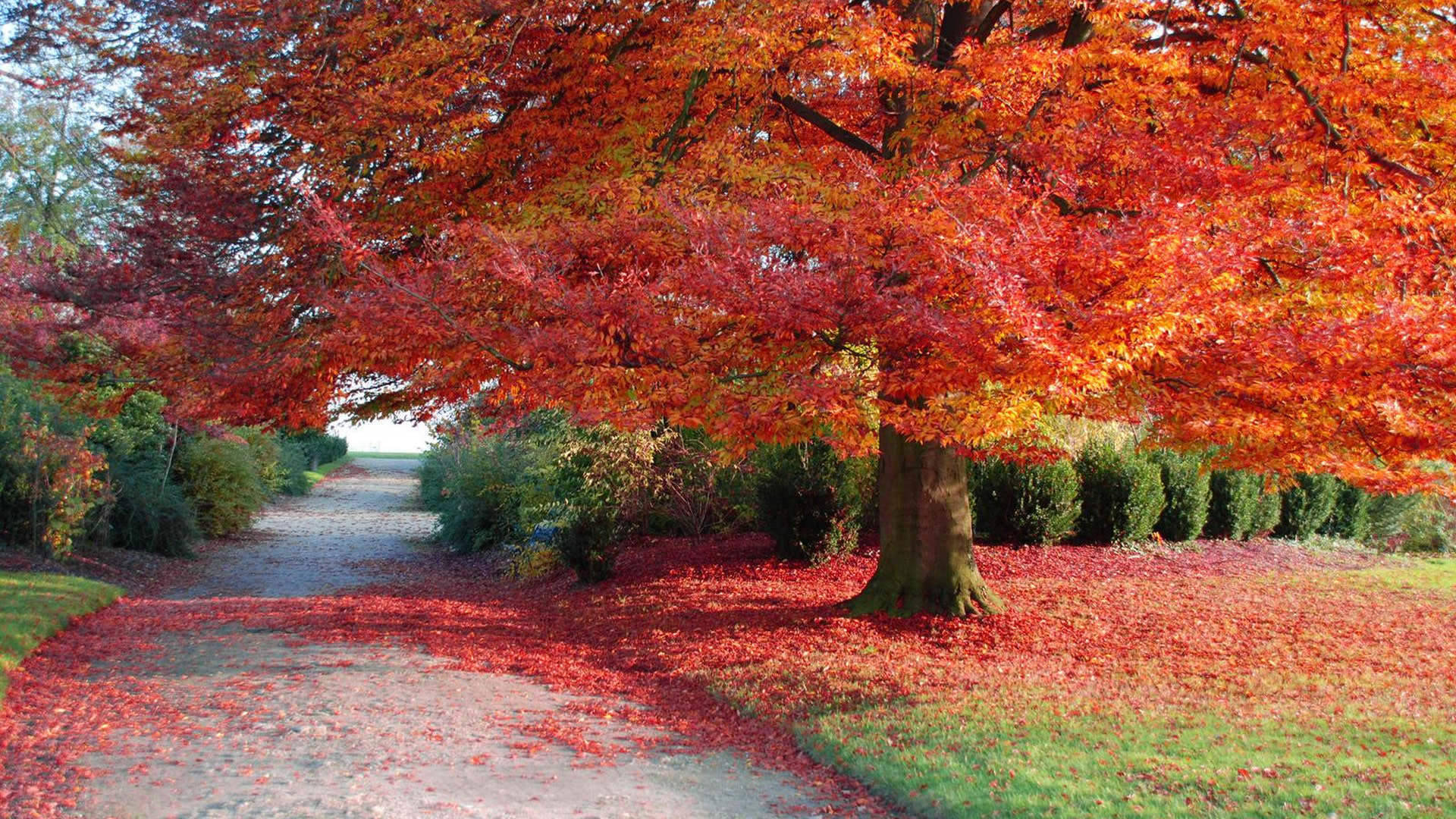 Fall Season Wilted Trees Background