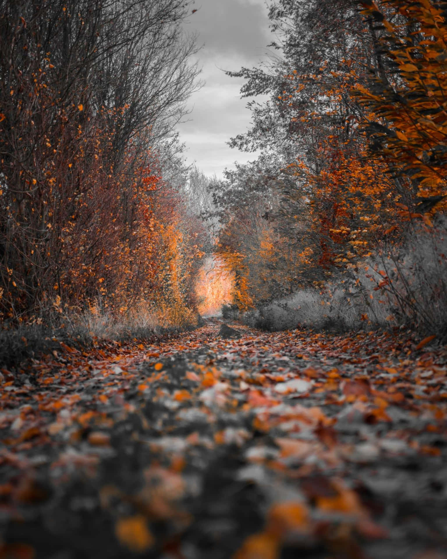 Fall Shallow Photography Background