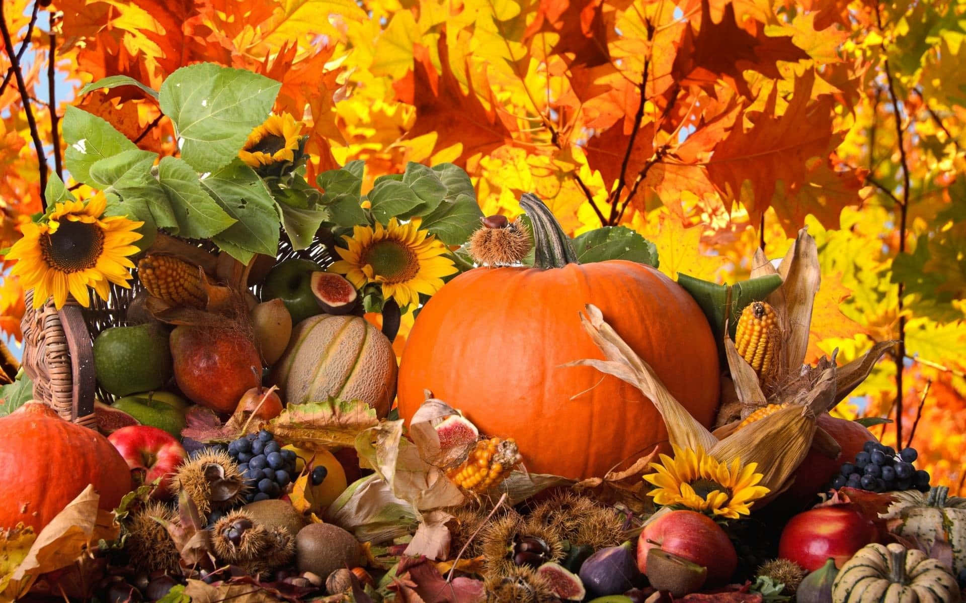 Fall Thanksgiving Cornucopia Background