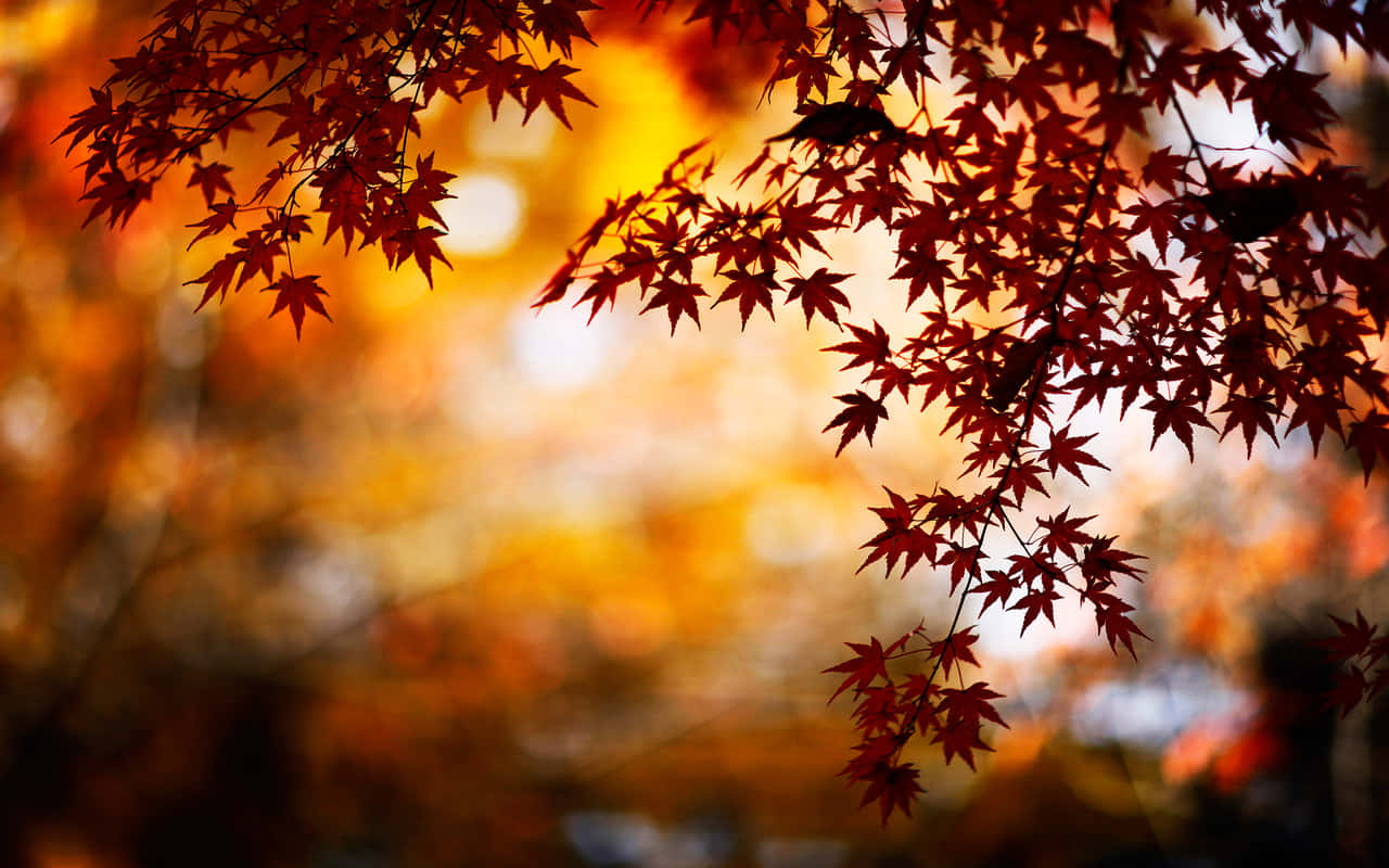 Fall Tumblr Autumn Leaves Background