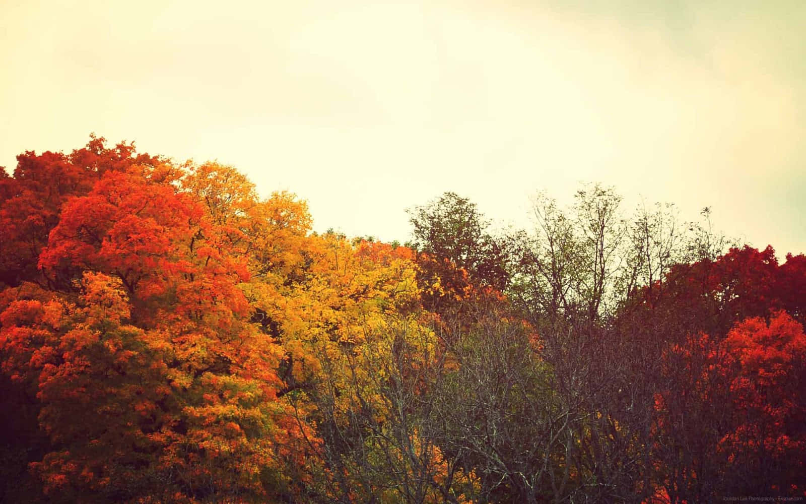 Fall Tumblr Autumn Trees Background