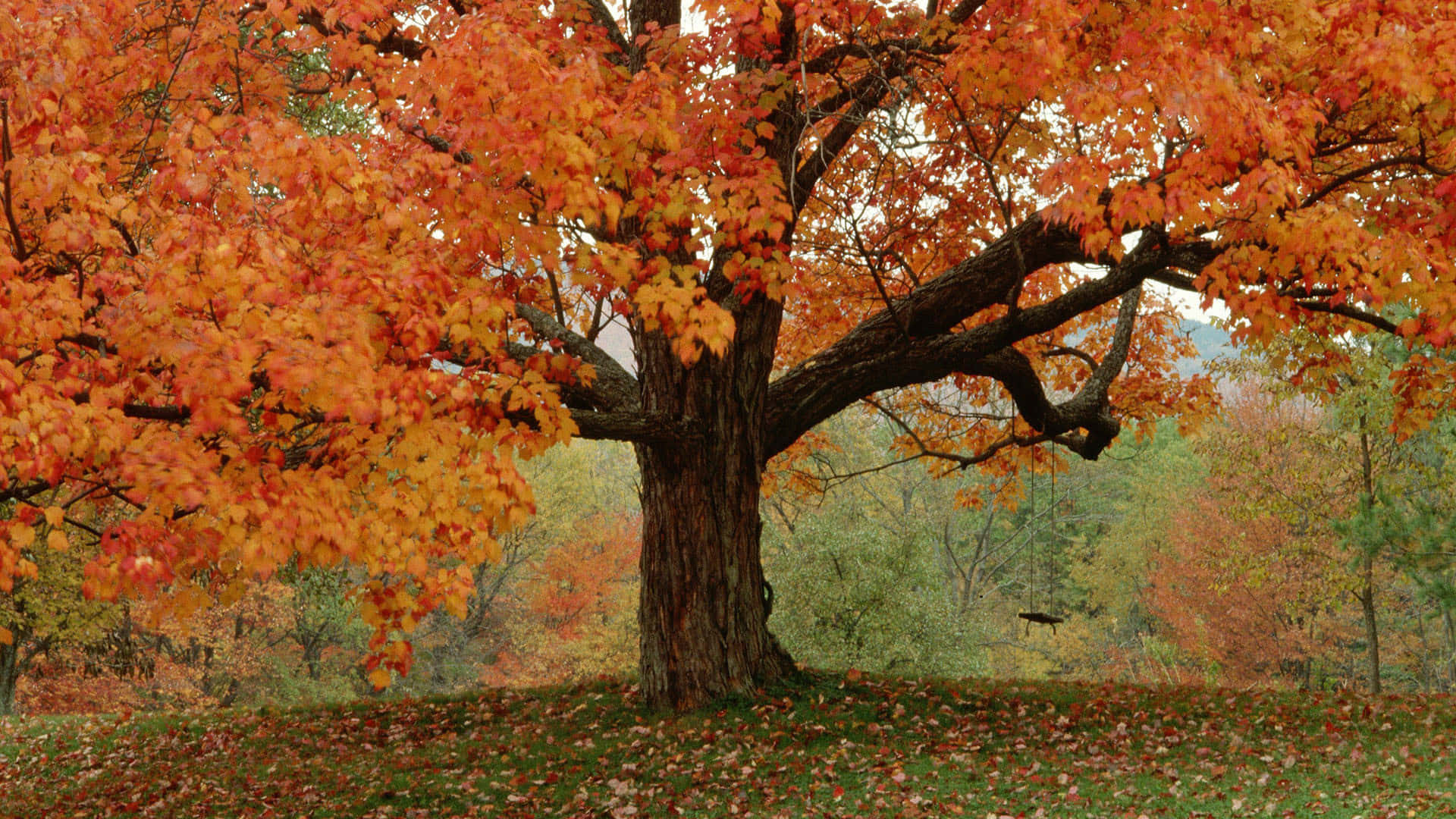 Fall Tumblr Big Tree With Dried Leaves Background