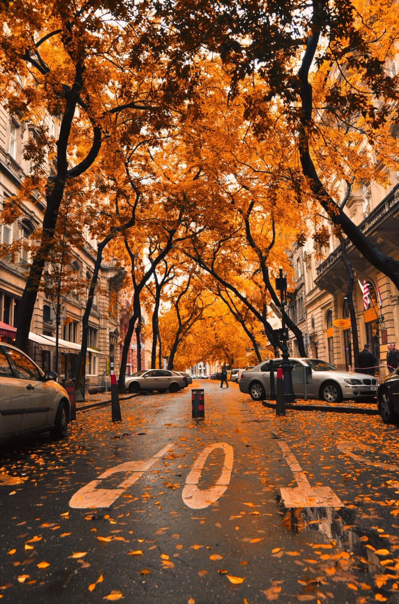 Fall Tumblr Brown-leafed Trees On Street Background