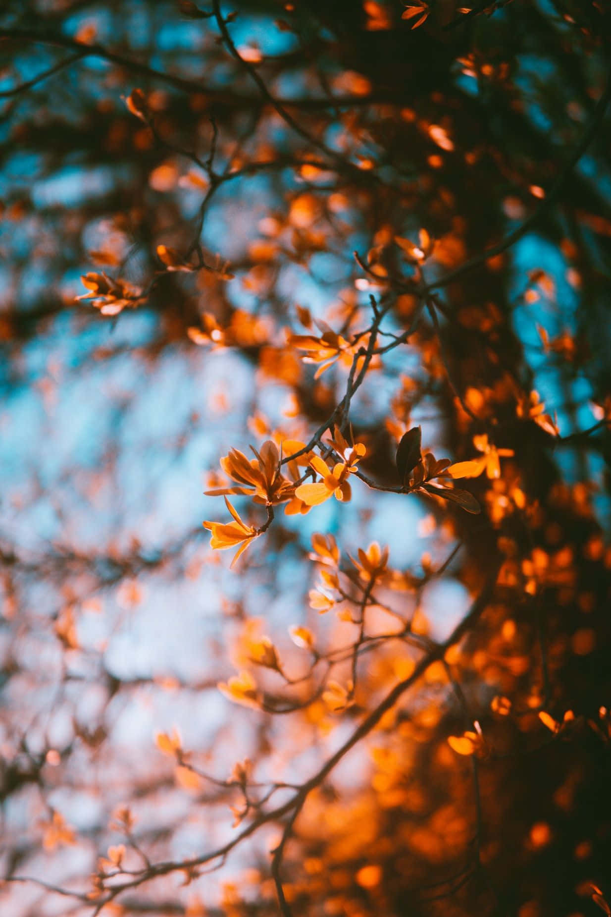 Fall Tumblr Brown Leaves On Branches Background