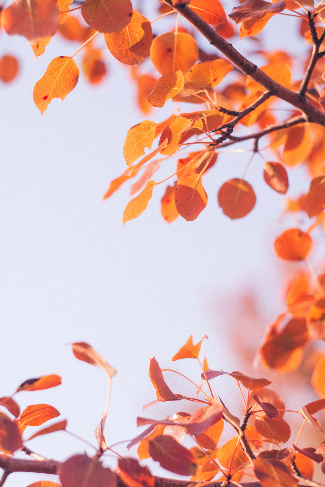 Fall Tumblr Dried Leaves On Branch Background