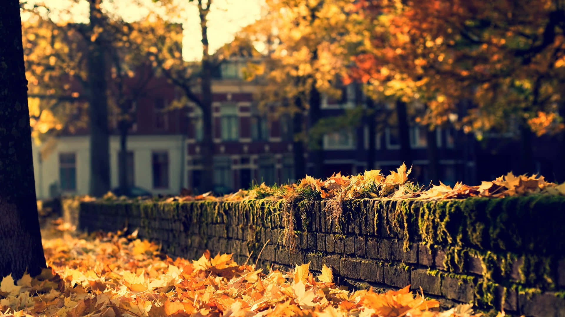 Fall Tumblr Dried Leaves On Brick Wall Background