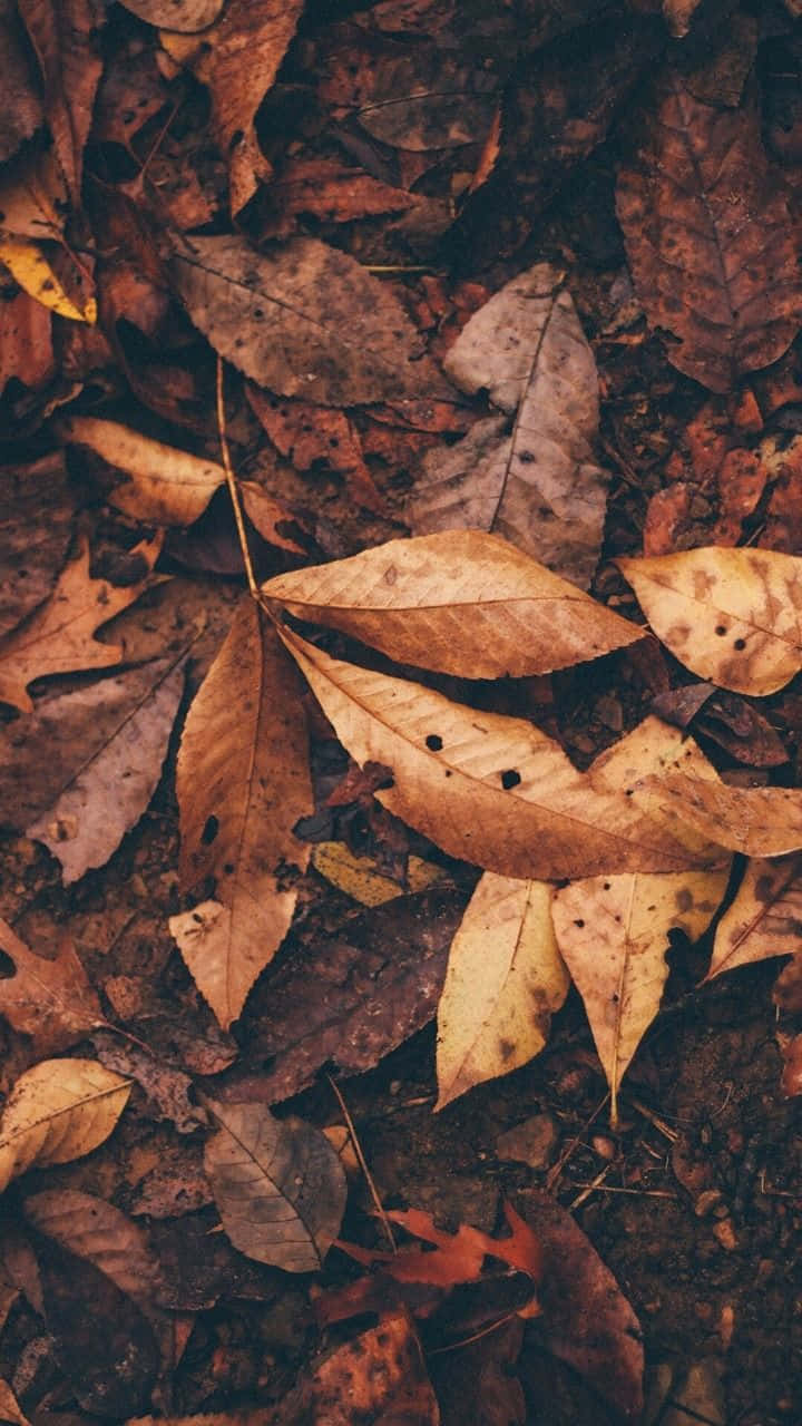 Fall Tumblr Dried Leaves On Ground Background