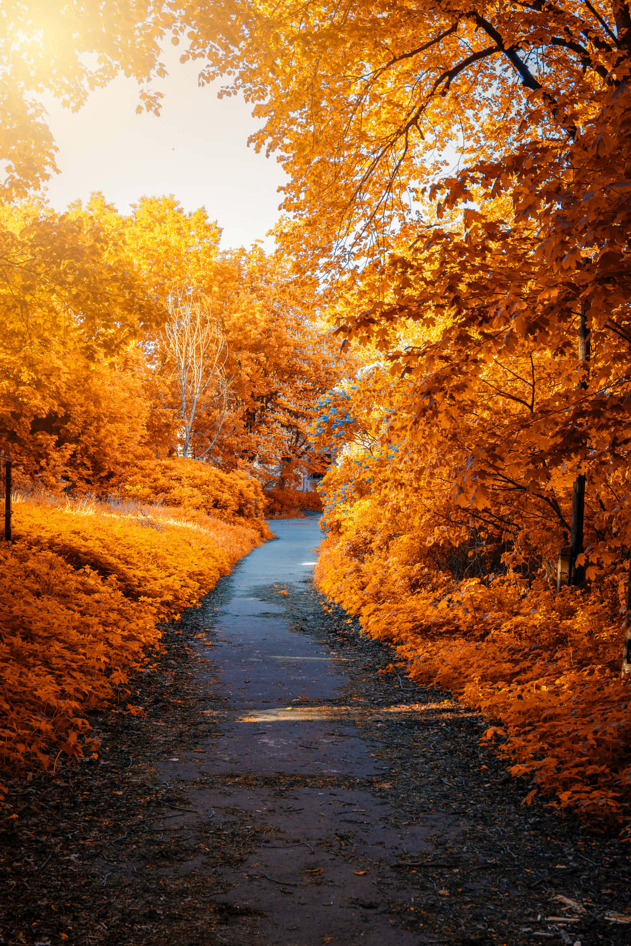 Fall Tumblr Forest Path Background