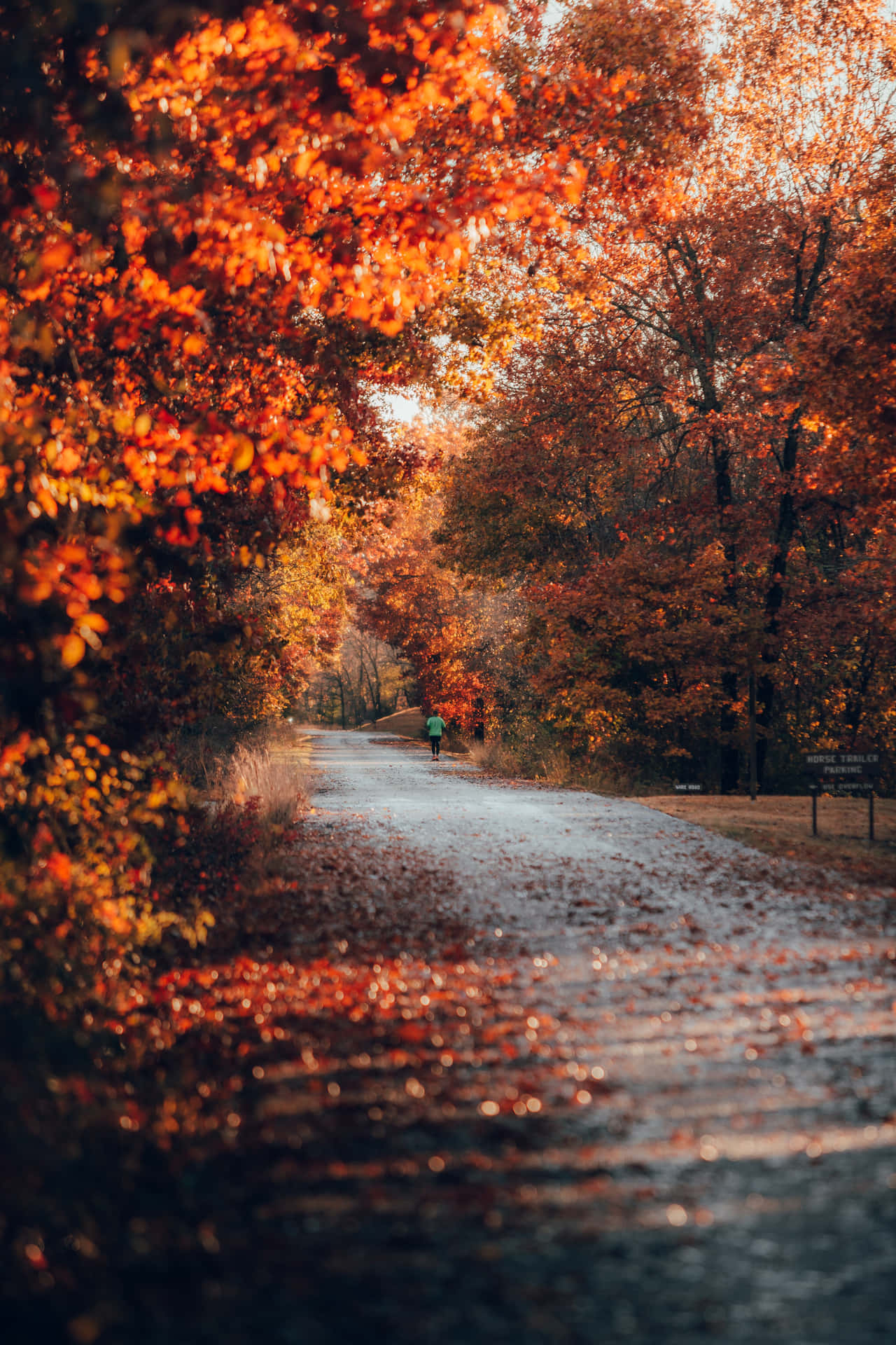 Fall Tumblr Line Of Trees In Roadside Background