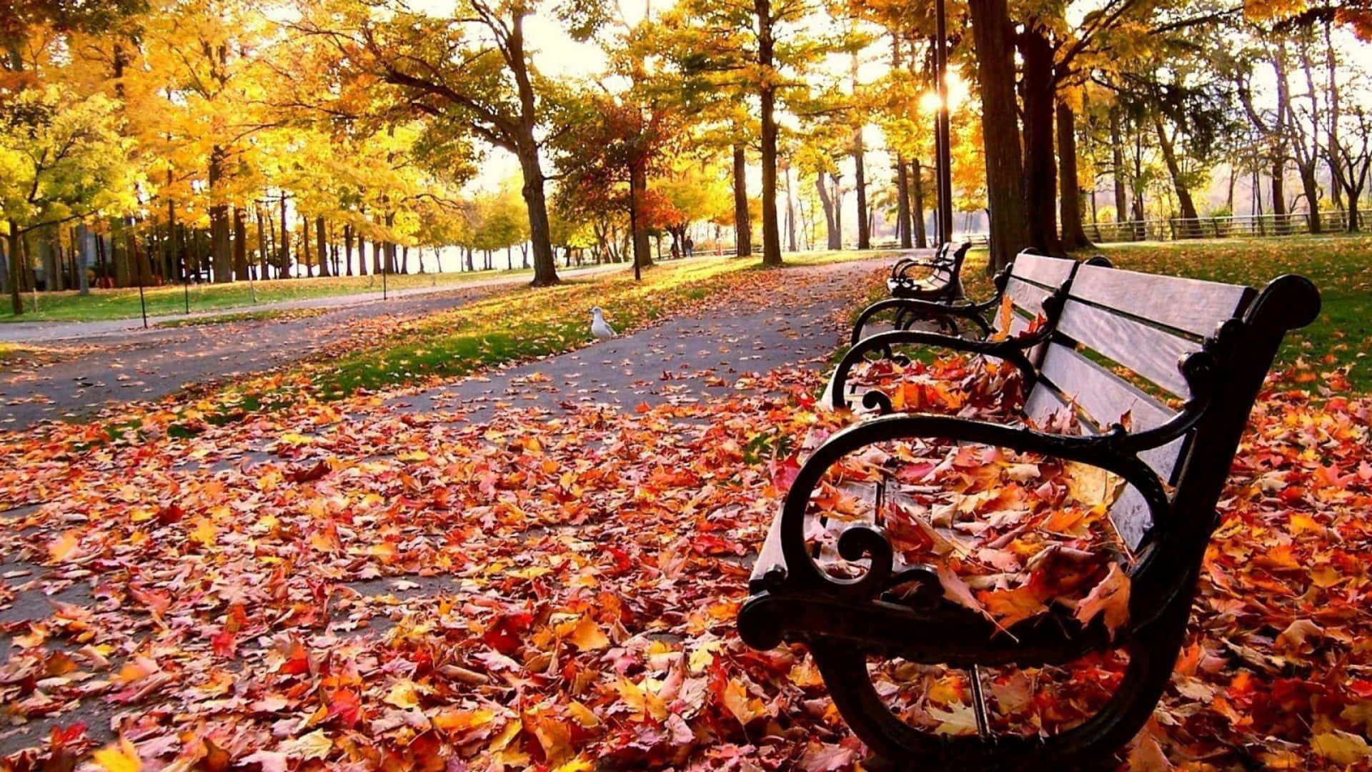 Fall Tumblr Park Bench With Dried Leaves Background