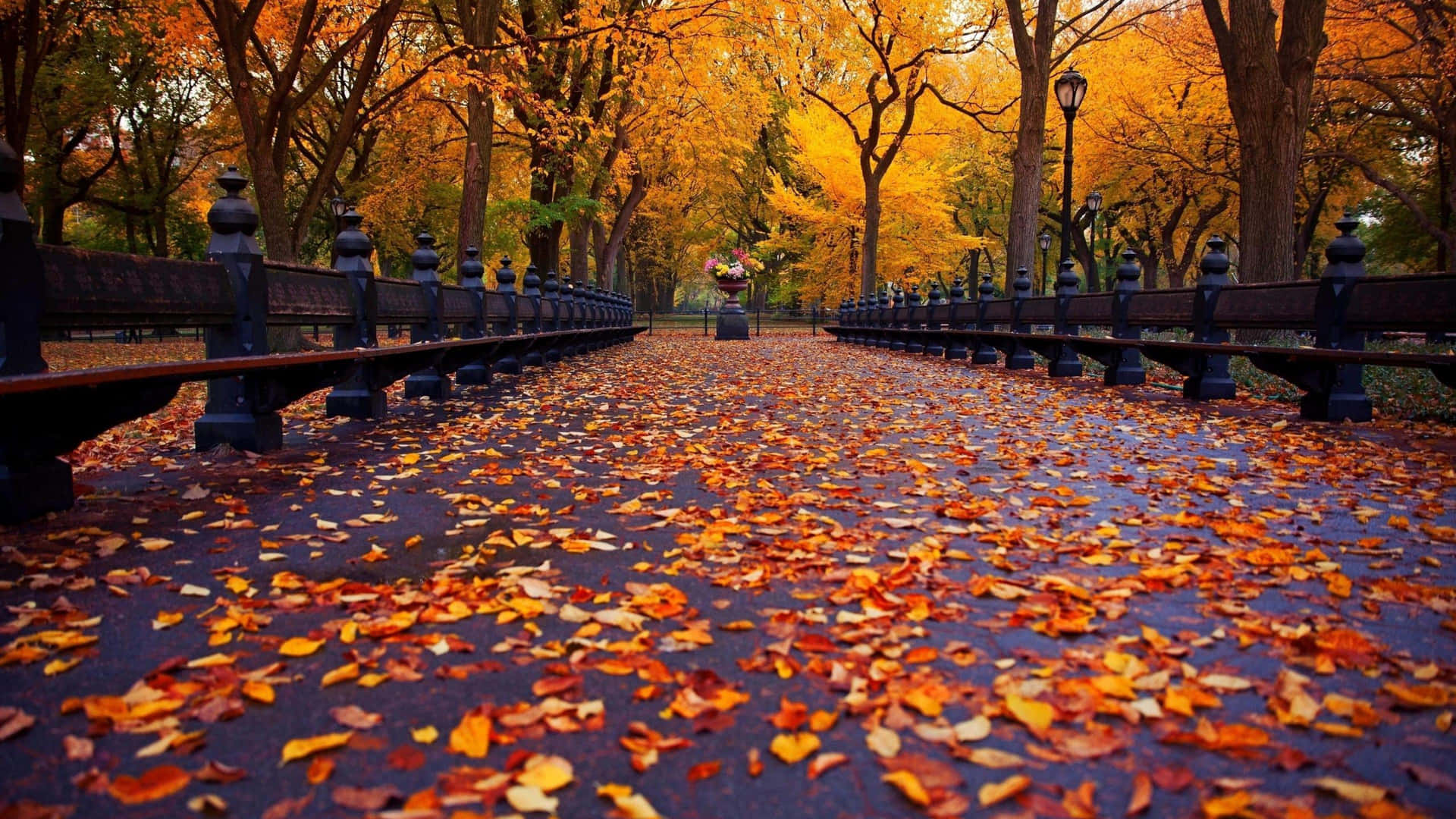 Fall Tumblr Park Path With Leaves Background