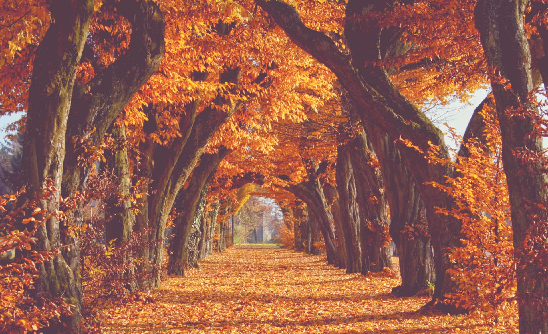 Fall Tumblr Park Pathway Background