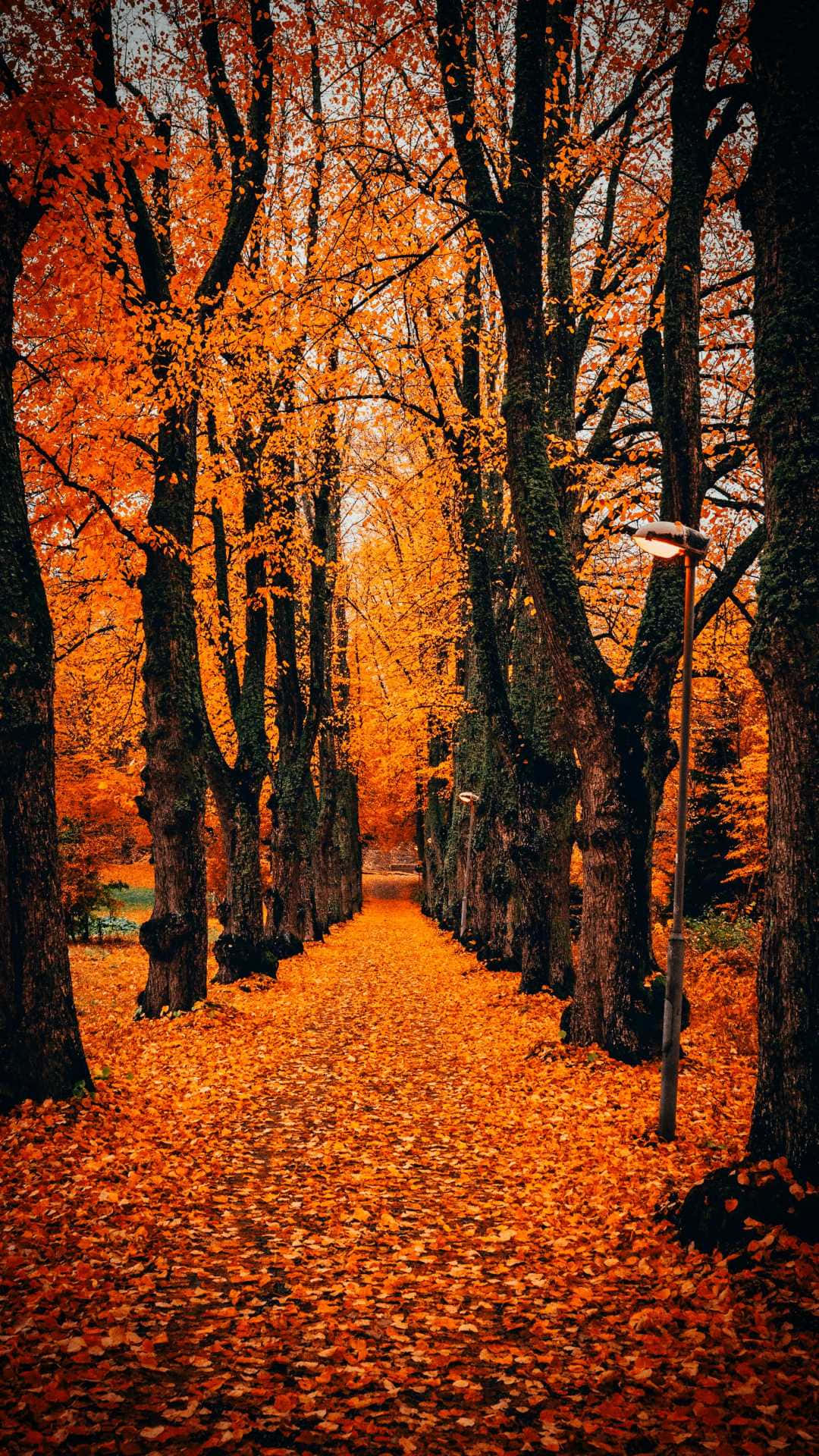 Fall Tumblr Path Of Trees Background