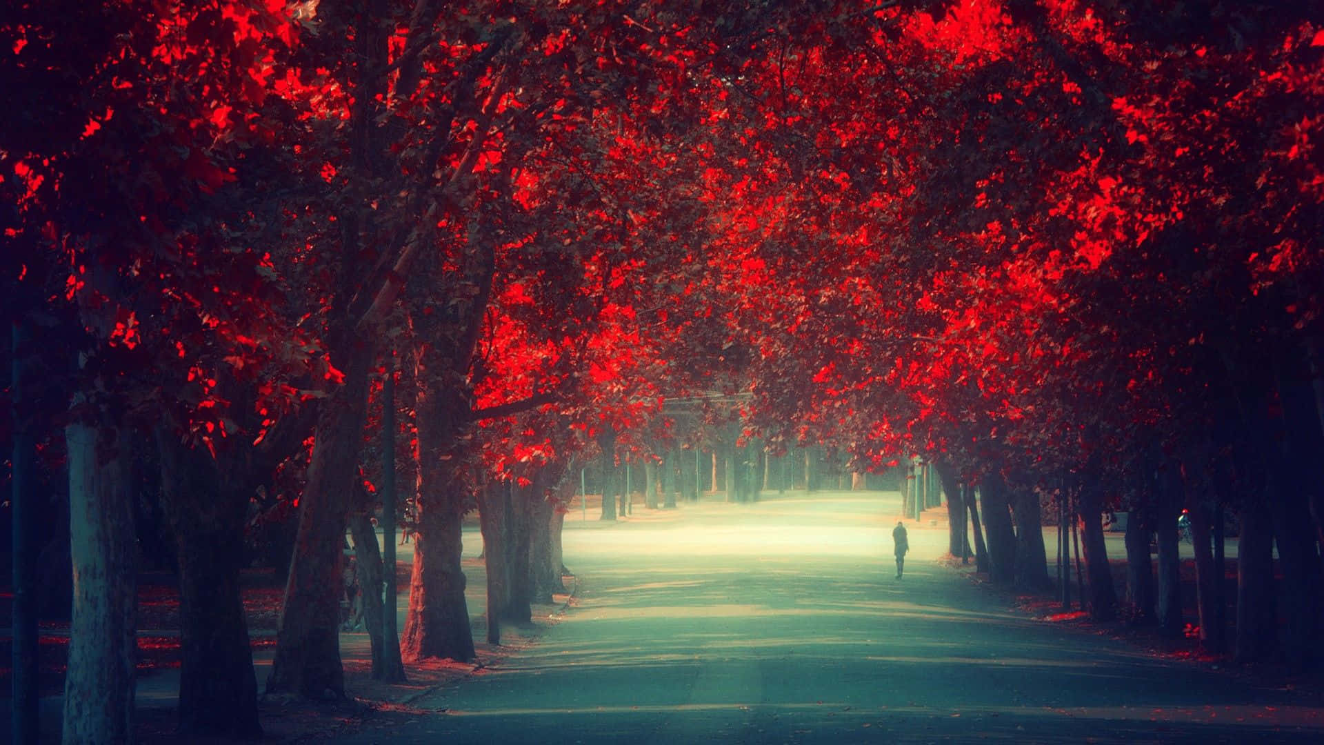 Fall Tumblr Red-leafed Trees Background