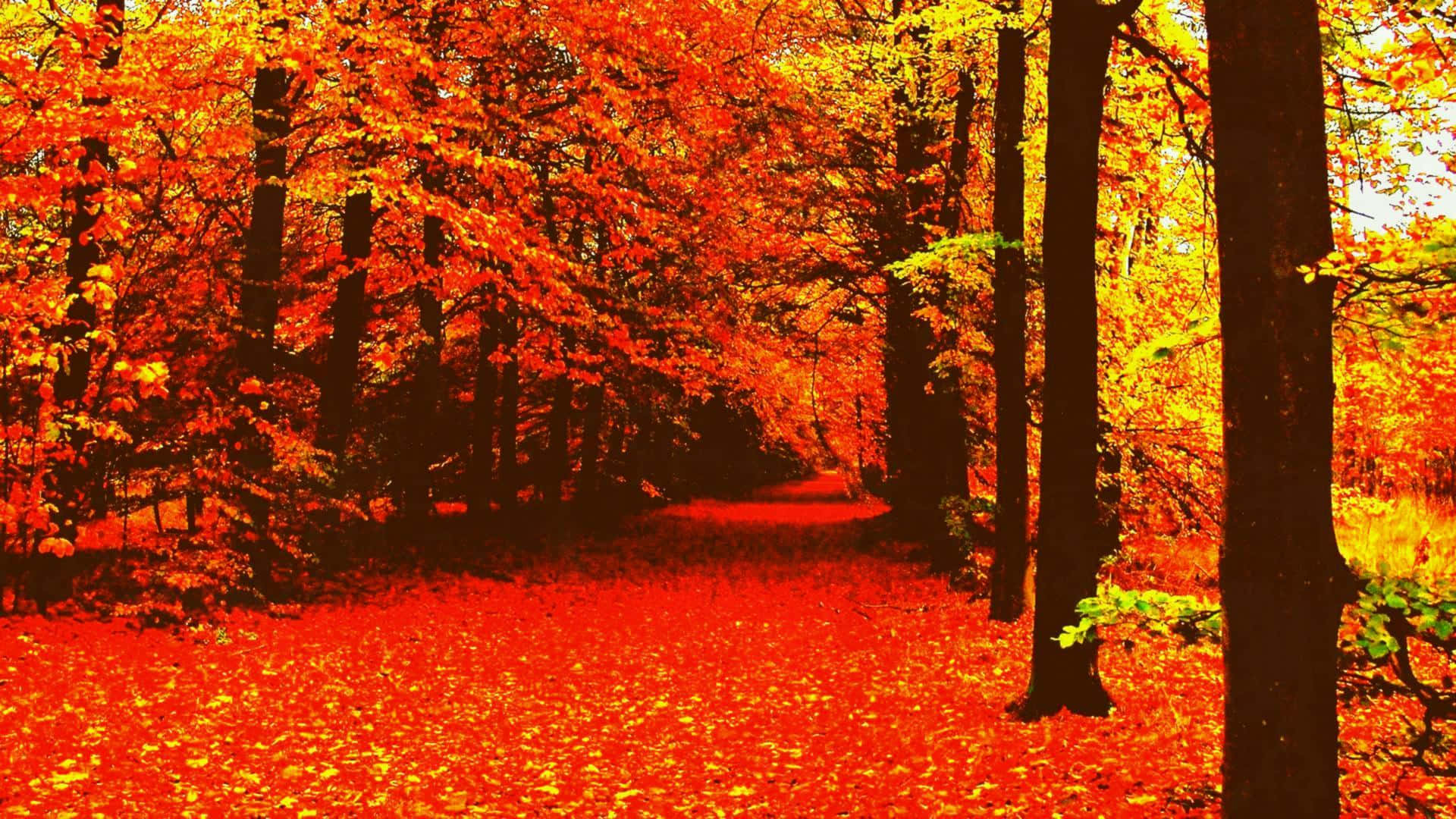 Fall Tumblr Red Leaves Forest Path Background