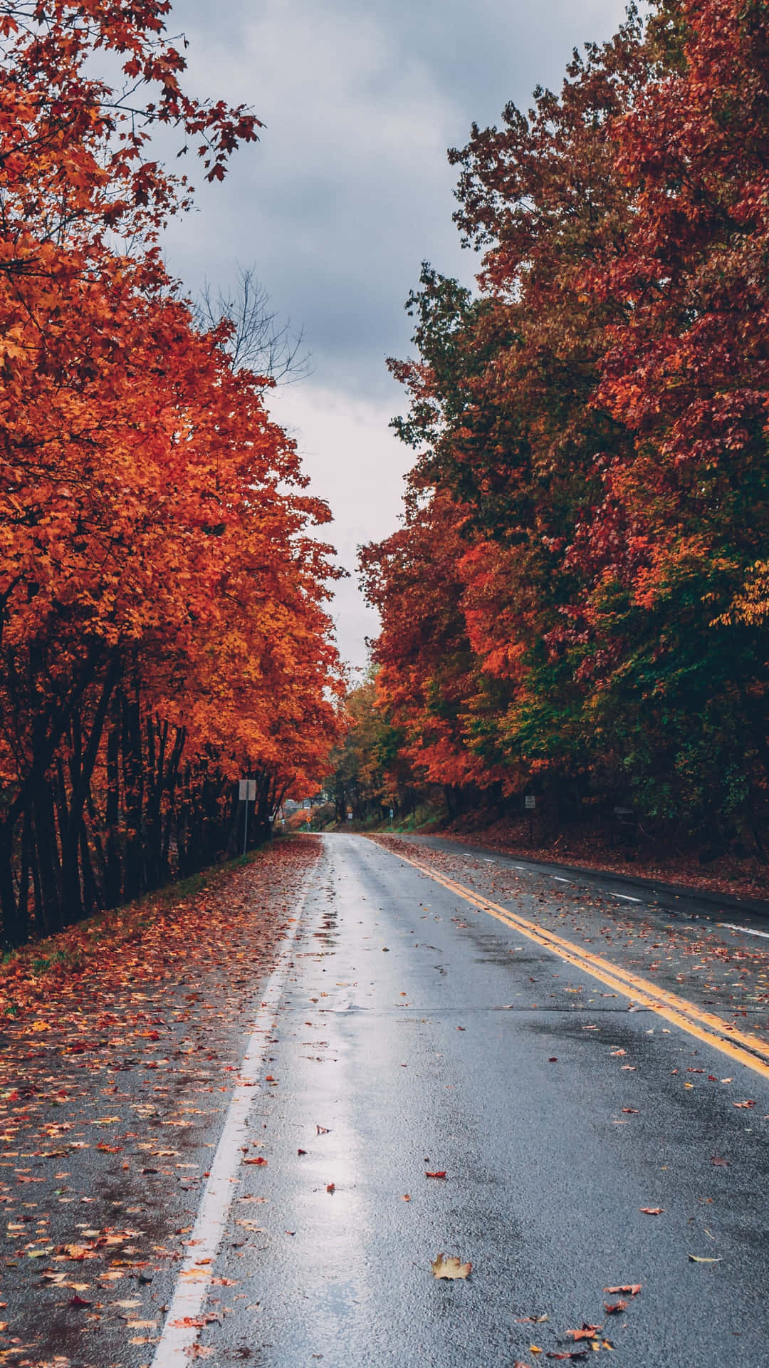 Fall Tumblr Road Lined With Trees Background