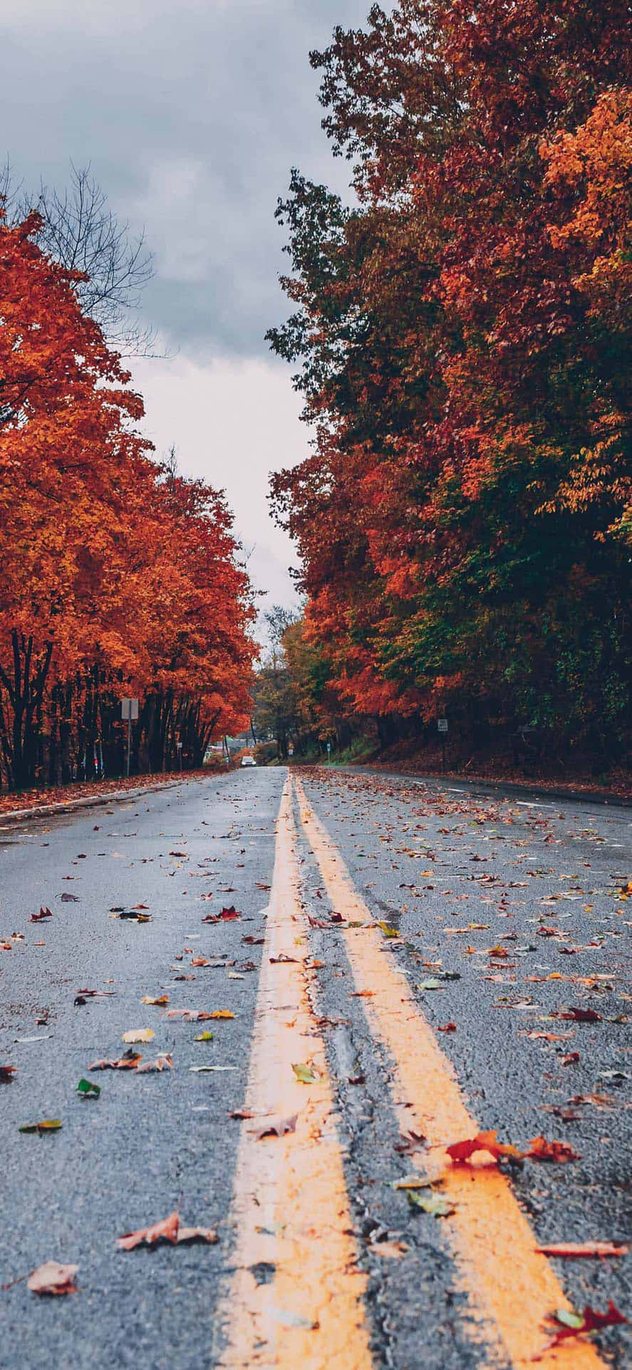 Fall Tumblr Scattered Dried Leaves On Road Background