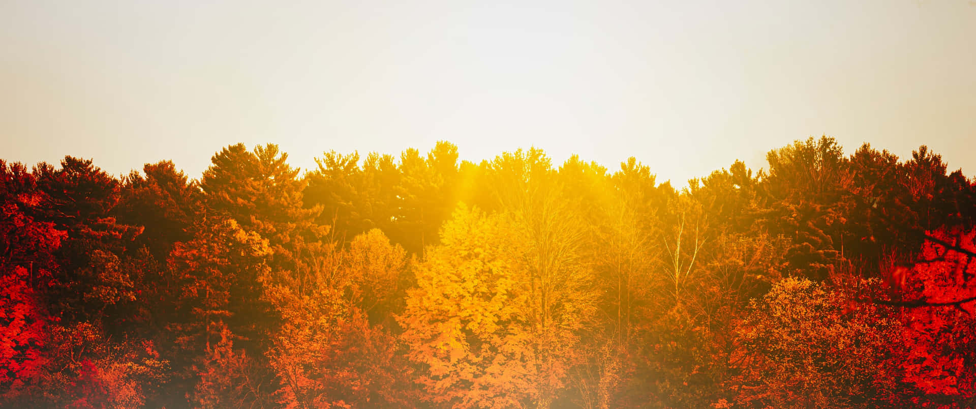 Fall Tumblr Sunlight Over Trees Background